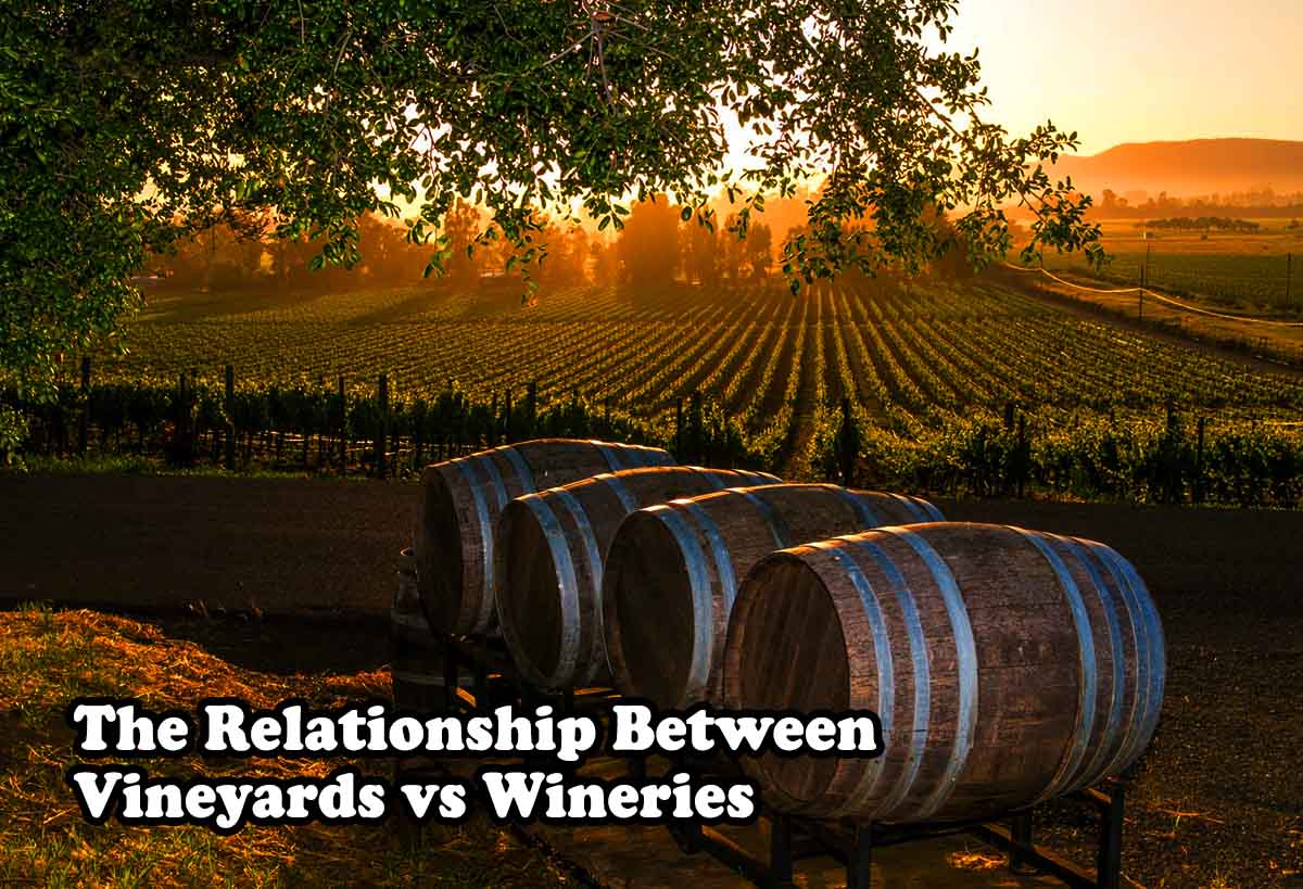 The Relationship Between Vineyards and Wineries 