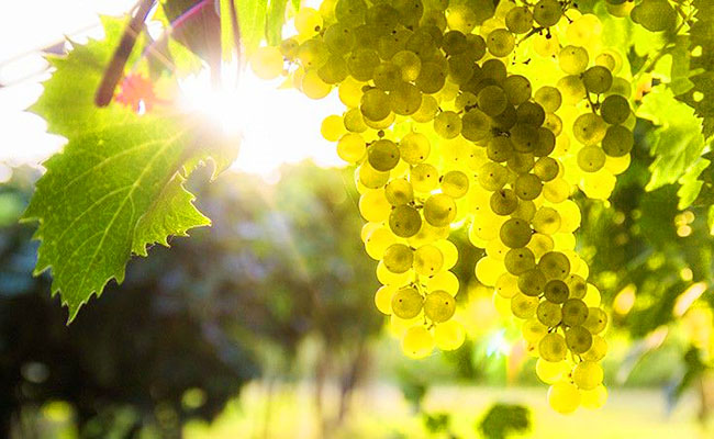 The Best Chardonnay Winemakers in the World