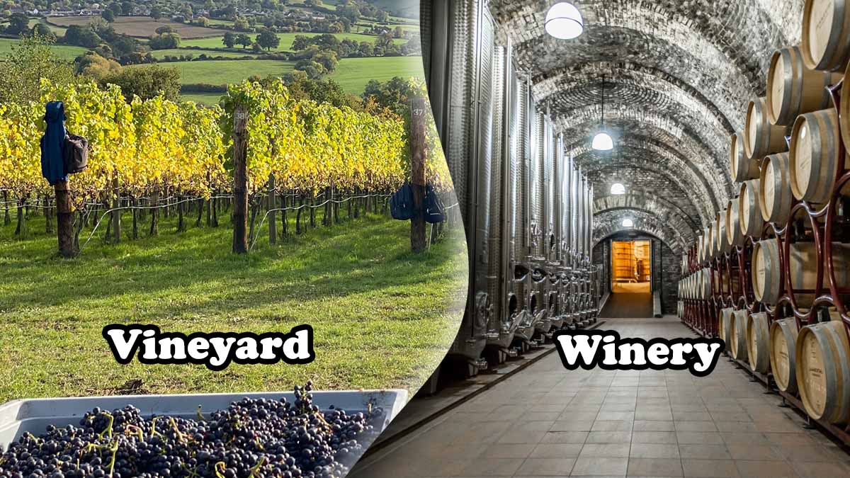 Vineyard vs Winery