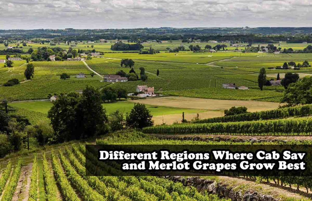 Different Regions Where Cab Sav and Merlot Grapes Grow Best 