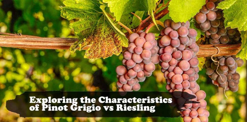 Exploring the Characteristics of Pinot Grigio vs Riesling Wines