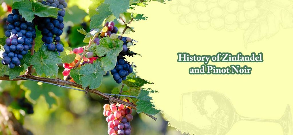 History of Zinfandel and Pinot Noir