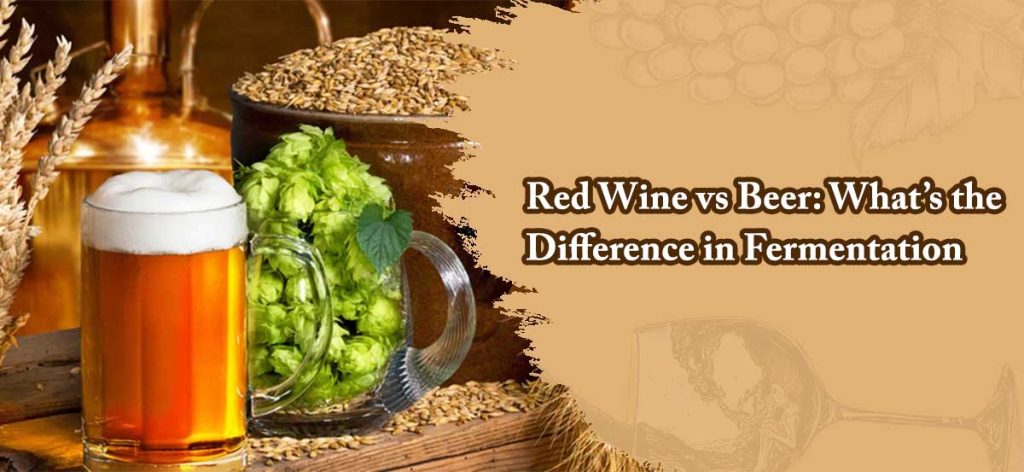 Red Wine vs Beer Whats the Difference in Fermentation