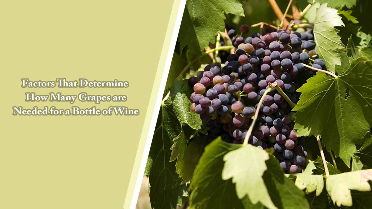 Factors That Determine How Many Grapes Are Needed for a Bottle of Wine