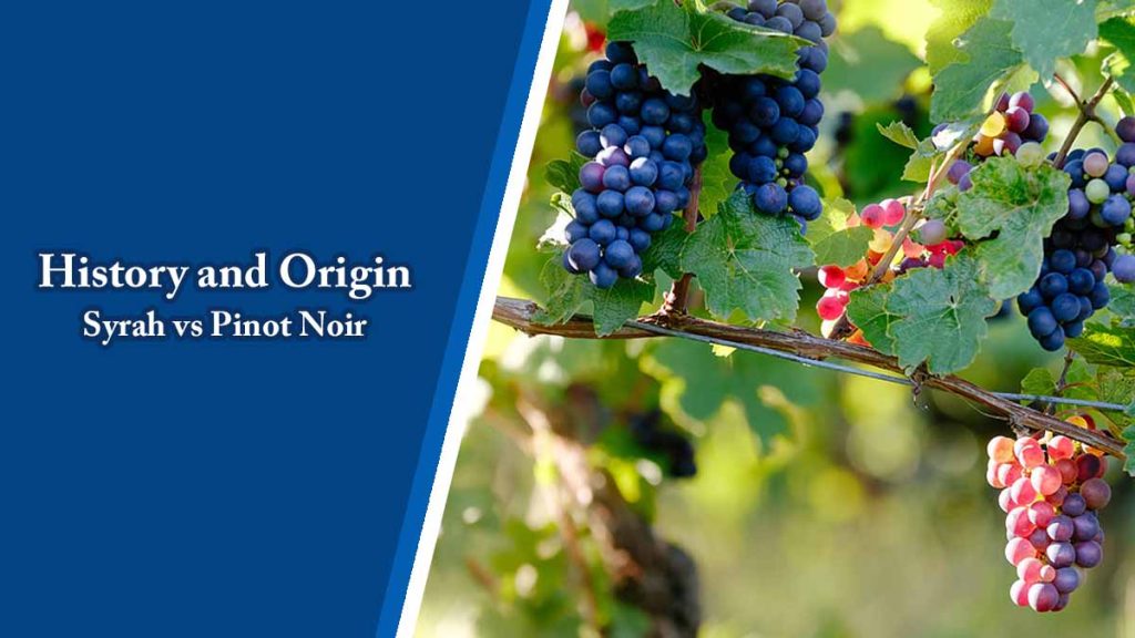History and Origin of Syrah vs Pinot Noir