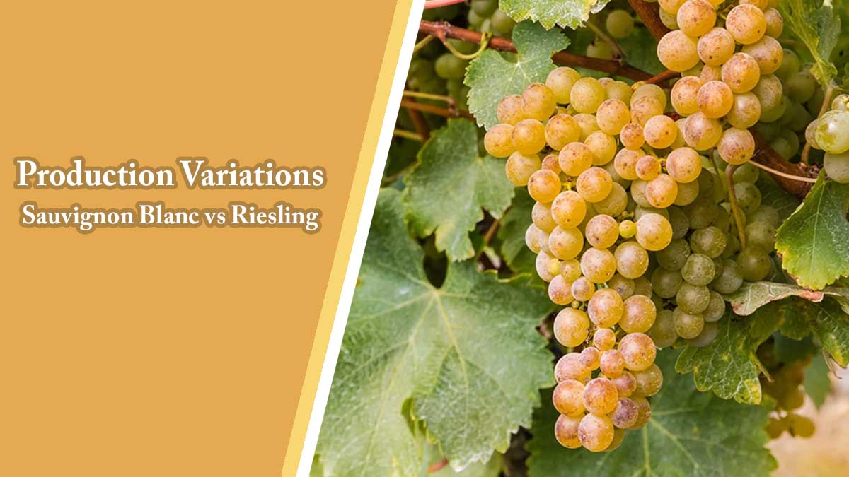 Production Variations Between Sauvignon Blanc vs Riesling