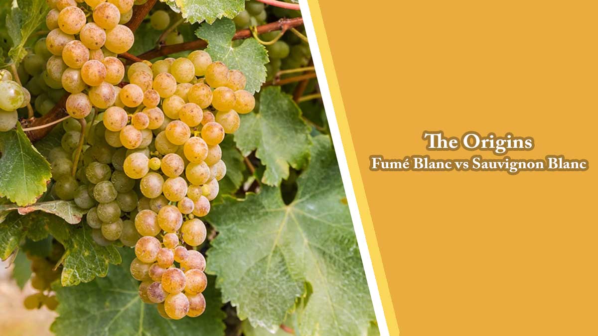 The Origins of Fumé Blanc vs Sauvignon Blanc