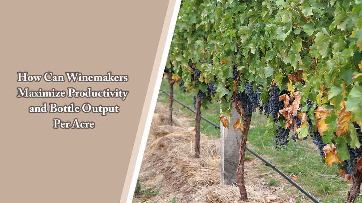 How Can Winemakers Maximize Productivity and Bottle Output Per Acre