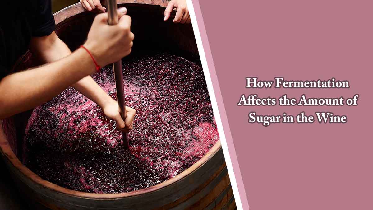 How Fermentation Affects the Amount of Sugar in the Wine
